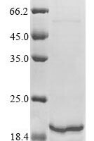 Human Histone H3.1 (HIST1H3A) Recombinant Protein, N-His - BioCrest Sci
