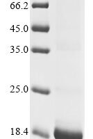Pig Platelet factor 4 (PF4) Recombinant Protein - BioCrest Sci