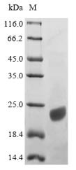 Human Apolipoprotein C-III (APOC3) Recombinant Protein, Homo sapiens (Human), E.coli, N-terminal 6xHis-SUMO-tagged, 24.8 kDa, purity >≥ 90% as determined by SDS-PAGE.
