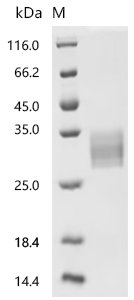 Mouse Interleukin-6 (Il6) Recombinant Protein, N-10His, Mus musculus (Mouse), Mammalian cell, N-terminal 10xHis-tagged, 25.4 kDa, purity >≥ 95% as determined by SDS-PAGE.