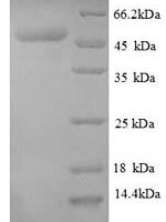 Escherichia coli Transcription termination factor Rho (rho) Recombinant Protein - BioCrest Sci