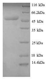 Escherichia coli Transcription termination factor Rho (rho) Recombinant Protein, Escherichia coli (strain K12), E.coli, N-terminal 6xHis-tagged, 51.0 kDa, purity >≥ 90% as determined by SDS-PAGE.