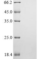 Dog C-C motif chemokine 17 (CCL17) Recombinant Protein, C-His - BioCrest Sci
