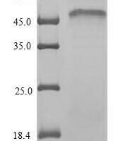 Mousev Nuclear respiRatory factor 1 (Nrf1) Recombinant Protein - BioCrest Sci
