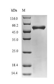 Halalkalibacterium halodurans Putative adenine deaminase BH0637 (BH0637), partial Recombinant Protein, Halalkalibacterium halodurans (strain ATCC BAA-125 / DSM 18197 / FERM 7344 / JCM 9153 / C-125) (Bacillus halodurans), E.coli, N-terminal 10xHis-SUMO-tagged and C-terminal Myc-tagged, 57.7 kDa, purity >≥ 85% as determined by SDS-PAGE.