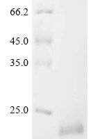 Mouse Alpha-defensin 3 (Defa3) Recombinant Protein, N-His-SUMO - BioCrest Sci