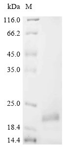 Mouse Alpha-defensin 3 (Defa3) Recombinant Protein, N-His-SUMO, Mus musculus (Mouse), E.coli, N-terminal 6xHis-SUMO-tagged, 17.2 kDa, purity >≥ 85% as determined by SDS-PAGE.