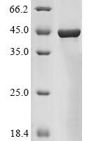 Human Promotilin (MLN) Recombinant Protein - BioCrest Sci