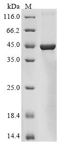 Human Promotilin (MLN) Recombinant Protein, Homo sapiens (Human), E.coli, N-terminal 10xHis-GST-tagged and C-terminal Myc-tagged, 45.5 kDa, purity >≥ 85% as determined by SDS-PAGE.
