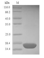 Dermatophagoides farinae Mite group 2 allergen Der f 2 (DERF2) Recombinant Protein - BioCrest Sci