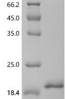 Macaca fascicularis Interleukin-1 beta (IL1B) Recombinant Protein, N-His, aa 117–268, Yeast - BioCrest Sci