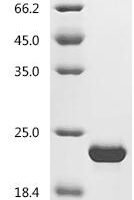 Enterobacteria phage T4 Capsid assembly protein Gp31 (31) Recombinant Protein - BioCrest Sci