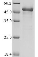 Human Mitochondrial-processing peptidase subunit beta (PMPCB) Recombinant Protein - BioCrest Sci