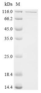 Human REST corepressor 1 (RCOR1), partial,Biotinylated Recombinant Protein, Homo sapiens (Human), E.coli, N-terminal MBP-tagged and C-terminal 6xHis-Avi-tagged, 100.9 kDa, purity >≥ 90% as determined by SDS-PAGE.