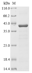 Human Ataxin-2 (ATXN2), partial Recombinant Protein, Homo sapiens (Human), E.coli, N-terminal 6xHis-tagged, 37.0 kDa, purity >≥ 85% as determined by SDS-PAGE.