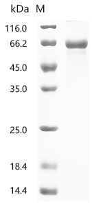 Human E3 ubiquitin-protein ligase TRIM65 (TRIM65) Recombinant Protein, Homo sapiens (Human), E.coli, C-terminal 6xHis-tagged, 64.1 kDa, purity >≥ 85% as determined by SDS-PAGE.