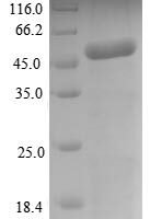 Arabidopsis thaliana Pentatricopeptide repeat-containing protein At4g32450, mitochondrial (PCMP-H63) Recombinant Protein - BioCrest Sci