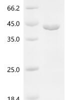 Macaca fascicularis Renin (REN) Recombinant Protein - BioCrest Sci