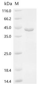 Macaca fascicularis Renin (REN) Recombinant Protein, Macaca fascicularis (Crab-eating macaque) (Cynomolgus monkey), E.coli, C-terminal 6xHis-tagged, 44.1 kDa, purity >≥ 95% as determined by SDS-PAGE.