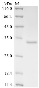 Mouse Complement C1q tumor necrosis factor-related protein 6 (C1qtnf6) Recombinant Protein, C-His, Mus musculus (Mouse), Yeast, C-terminal 6xHis-tagged, 27.9 kDa, purity >≥ 90% as determined by SDS-PAGE.