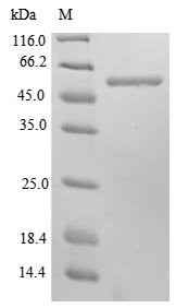 Mouse Cytoskeleton-associated protein 4 (Ckap4), partial Recombinant Protein, N-10His/C-Myc, aa 109–575, E.coli, Mus musculus (Mouse), E.coli, N-terminal 10xHis-tagged and C-terminal Myc-tagged, 57.6 kDa, purity >≥ 85% as determined by SDS-PAGE.
