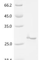 Staphylococcus aureus Sortase A (srtA)(P94R,D160N,D165A,K190E,K196T,D124G,Y187L,E189R), partial Recombinant Protein - BioCrest Sci