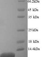 Sulfolobus solfataricus DNA-binding protein 7d (sso7d) Recombinant Protein - BioCrest Sci