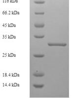 Rat Glandular kallikrein-7, submandibular/renal (Klk7) Recombinant Protein - BioCrest Sci