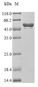 Human Runt-related transcription factor 1 (Runx1) Recombinant Protein, Homo sapiens (Human), E.coli, N-terminal 10xHis-tagged and C-terminal Myc-tagged, 53.8 kDa, purity >≥ 90% as determined by SDS-PAGE.