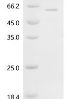 Mouse Neurogenic differentiation factor 1 (Neurod1) (M114A) Recombinant Protein - BioCrest Sci