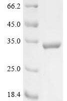Human herpesvirus 6B Envelope glycoprotein L (GL) Recombinant Protein - BioCrest Sci