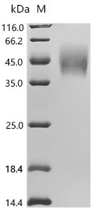 Macaca fascicularis Interleukin-22 receptor subunit alpha-2 (IL22RA2) Recombinant Protein, Macaca fascicularis (Crab-eating macaque) (Cynomolgus monkey), Mammalian cell, C-terminal Twin-Strep-tagged, 27.7 kDa, purity >≥ 95% as determined by SDS-PAGE.