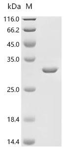 Bovine leukemia virus Gag polyprotein (gag), partial Recombinant Protein, Bovine leukemia virus (isolate Australian) (BLV), E.coli, C-terminal 6xHis-tagged, 30.5 kDa, purity >≥ 95% as determined by SDS-PAGE.