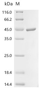 Vaccinia virus Envelope protein H3 (OPG108), partial Recombinant Protein, C-10His, Vaccinia virus (strain Copenhagen) (VACV), E.coli, C-terminal 10xHis-tagged, 42.6 kDa, purity >≥ 95% as determined by SDS-PAGE.