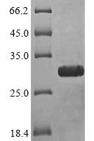 Oxyuranus microlepidotus Toxin 3FTx-Oxy6 Recombinant Protein - BioCrest Sci