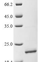 Human Apolipoprotein A-II (APOA2) Recombinant Protein - BioCrest Sci