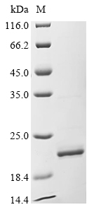 Human Apolipoprotein A-II (APOA2) Recombinant Protein, Homo sapiens (Human), E.coli, N-terminal 6xHis-SUMO-tagged, 21.7 kDa, purity >≥ 85% as determined by SDS-PAGE.