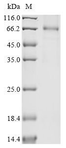 Human Protein IL-40 (C17orf99) Recombinant Protein, C-hFc1, Homo sapiens (Human), Mammalian cell, C-terminal hFc1-tagged, 56.0 kDa, purity >≥ 90% as determined by SDS-PAGE.≥ 90% as determined by SEC-HPLC.