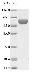 Campylobacter jejuni Flagellin B (flaB) Recombinant Protein, Tag-Free, Campylobacter jejuni, E.coli, Tag-Free, 59.6 kDa, purity >≥ 85% as determined by SDS-PAGE.