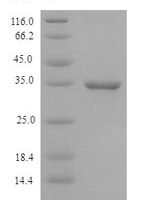 Cavia porcellus Membrane cofactor protein (CD46), partial Recombinant Protein - BioCrest Sci