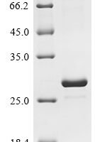 Escherichia coli O157:H7 mRNA interferase MazF (mazF) Recombinant Protein - BioCrest Sci