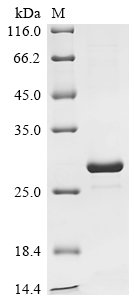 Escherichia coli O157:H7 mRNA interferase MazF (mazF) Recombinant Protein, Escherichia coli O157:H7, E.coli, N-terminal 6xHis-KSI-tagged, 27.4 kDa, purity >≥ 90% as determined by SDS-PAGE.