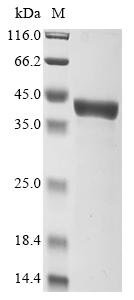 Escherichia coli Glycine betaine/proline betaine-binding periplasmic protein (proX) Recombinant Protein, Escherichia coli (strain K12), E.coli, N-terminal 10xHis-tagged and C-terminal Myc-tagged, 41.2 kDa, purity >≥ 90% as determined by SDS-PAGE.