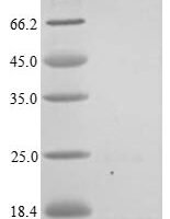 Staphylococcus aureus Staphylococcal complement inhibitor (scn) Recombinant Protein - BioCrest Sci
