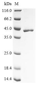 Schizosaccharomyces pombe Major serine/threonine-protein phosphatase PP2A-2 catalytic subunit (ppa2) Recombinant Protein, Schizosaccharomyces pombe (strain 972 / ATCC 24843) (Fission yeast), E.coli, N-terminal 10xHis-tagged and C-terminal Myc-tagged, 43.9 kDa, purity >≥ 85% as determined by SDS-PAGE.