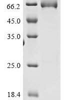 Mouse High affinity cGMP-specific 3,5-cyclic phosphodiesterase 9A (Pde9a) Recombinant Protein, N-His - BioCrest Sci