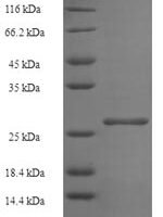 Human Histone H2B type 1-B (H2BC3) Recombinant Protein - BioCrest Sci
