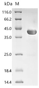 Replication initiation protein (repA), partial Recombinant Protein, Escherichia coli, E.coli, C-terminal 6xHis-tagged, 39.7 kDa, purity >≥ 85% as determined by SDS-PAGE.