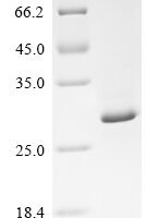 Escherichia coli CsgBAC operon transcriptional regulatory protein (csgD) Recombinant Protein - BioCrest Sci