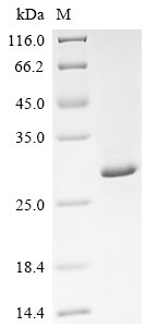 Escherichia coli CsgBAC operon transcriptional regulatory protein (csgD) Recombinant Protein, Escherichia coli (strain K12), E.coli, N-terminal 6xHis-tagged, 29 kDa, purity >≥ 90% as determined by SDS-PAGE.